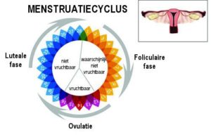 Ovulatie en vruchtbare dagen berekenen | vrouwenblog | houseoflou.nl