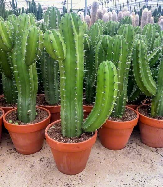 XXL Cactus