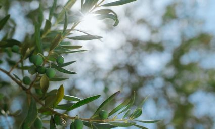 5 Leuke Feiten over Olijfbomen
