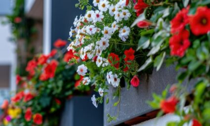 Je balkon omtoveren tot een bloemenparadijs met biologische zaden